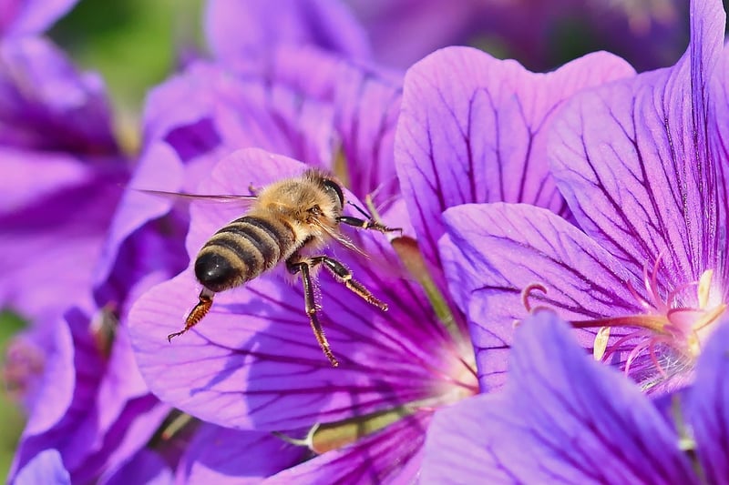 Pixie Nectar
